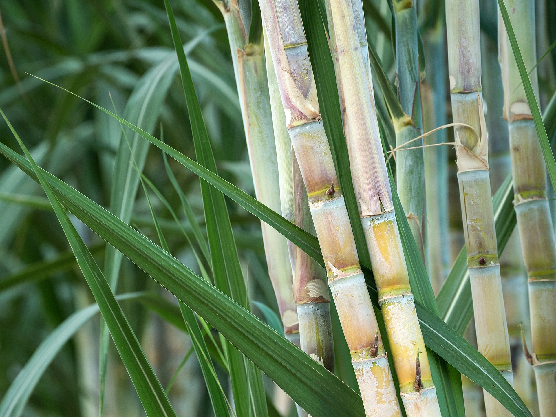 Cane-Sugar-Factory
