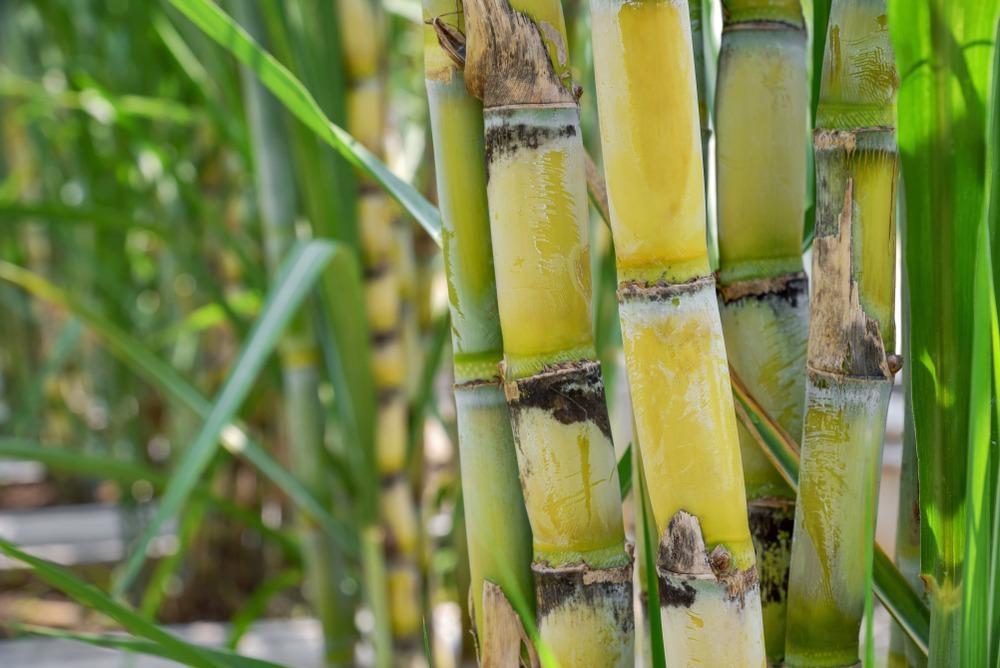 Trace-Elements-and-Sugarcane-Farming